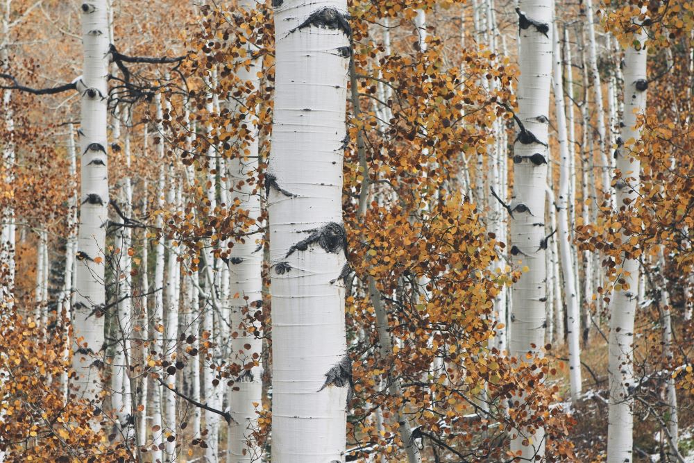 Birch trees in the fall. Become a member today!