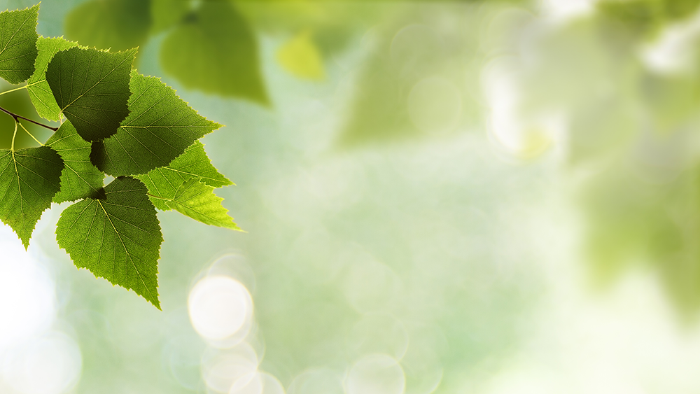 Green leaves in sunlight representing energy efficient home savings.