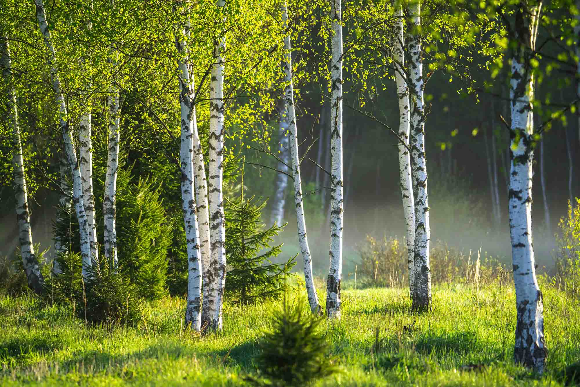 Green birch trees